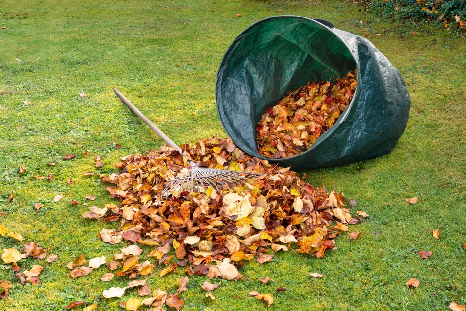 Scène extérieure d'entretien de jardin automnal avec ramassage de feuilles mortes sur pelouse verte