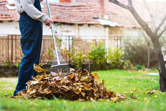 Une personne effectue le ramassage des feuilles mortes dans un jardin résidentiel en automne, utilisant un râteau à dents métalliques pour rassembler un tas de feuilles jaunies sur une pelouse verte