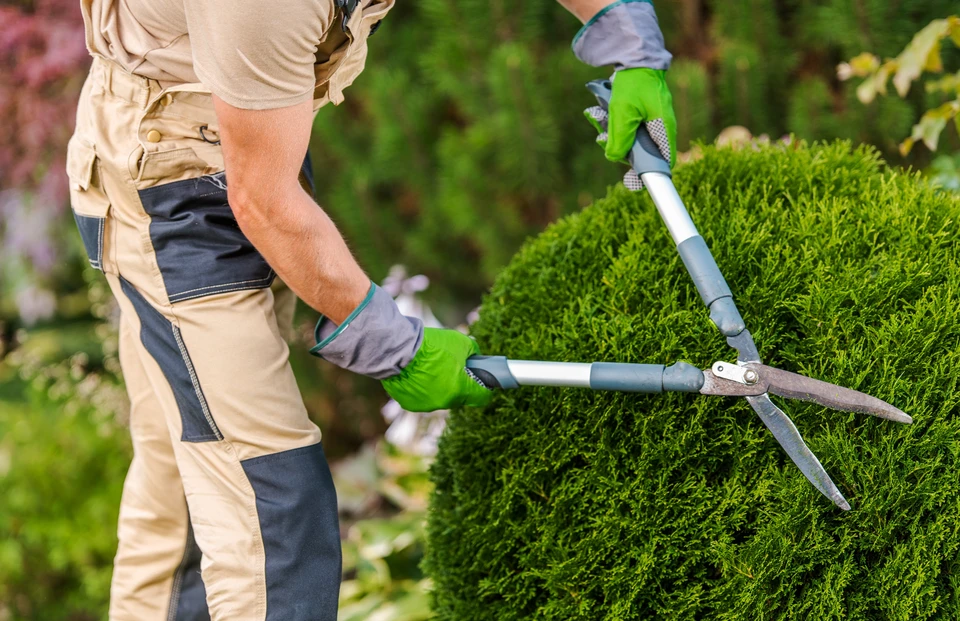 Jardinier professionnel en tenue de travail beige taille une haie de conifères dense avec un taille-haie télescopique à long manche dans un jardin paysagé extérieur