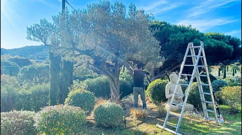 Homme taillant une haie ornementale dans un jardin paysager avec taille-haie électrique