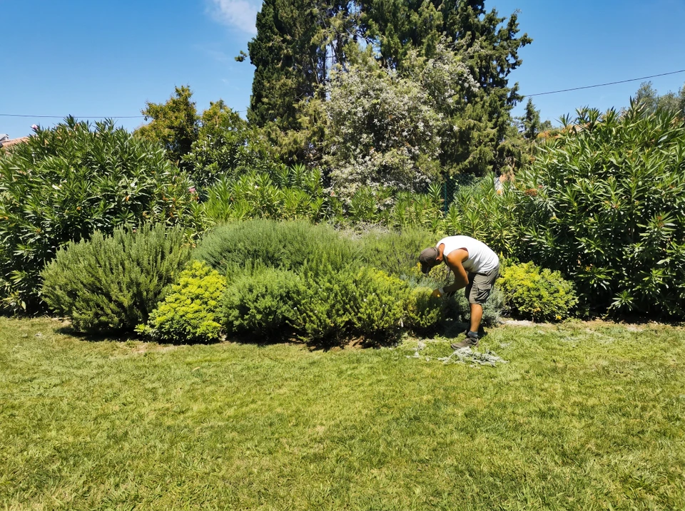 Une personne effectue le ramassage des feuilles mortes dans un jardin résidentiel en automne, utilisant un râteau à dents métalliques pour rassembler un tas de feuilles jaunies sur une pelouse verte