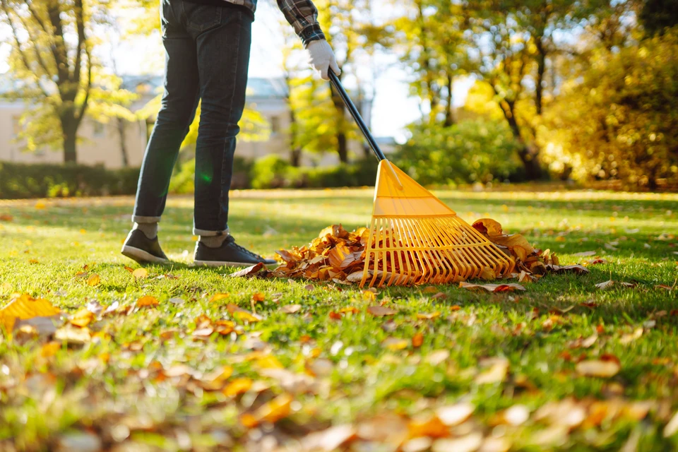 Une personne effectue le ramassage des feuilles mortes dans un jardin résidentiel en automne, utilisant un râteau à dents métalliques pour rassembler un tas de feuilles jaunies sur une pelouse verte