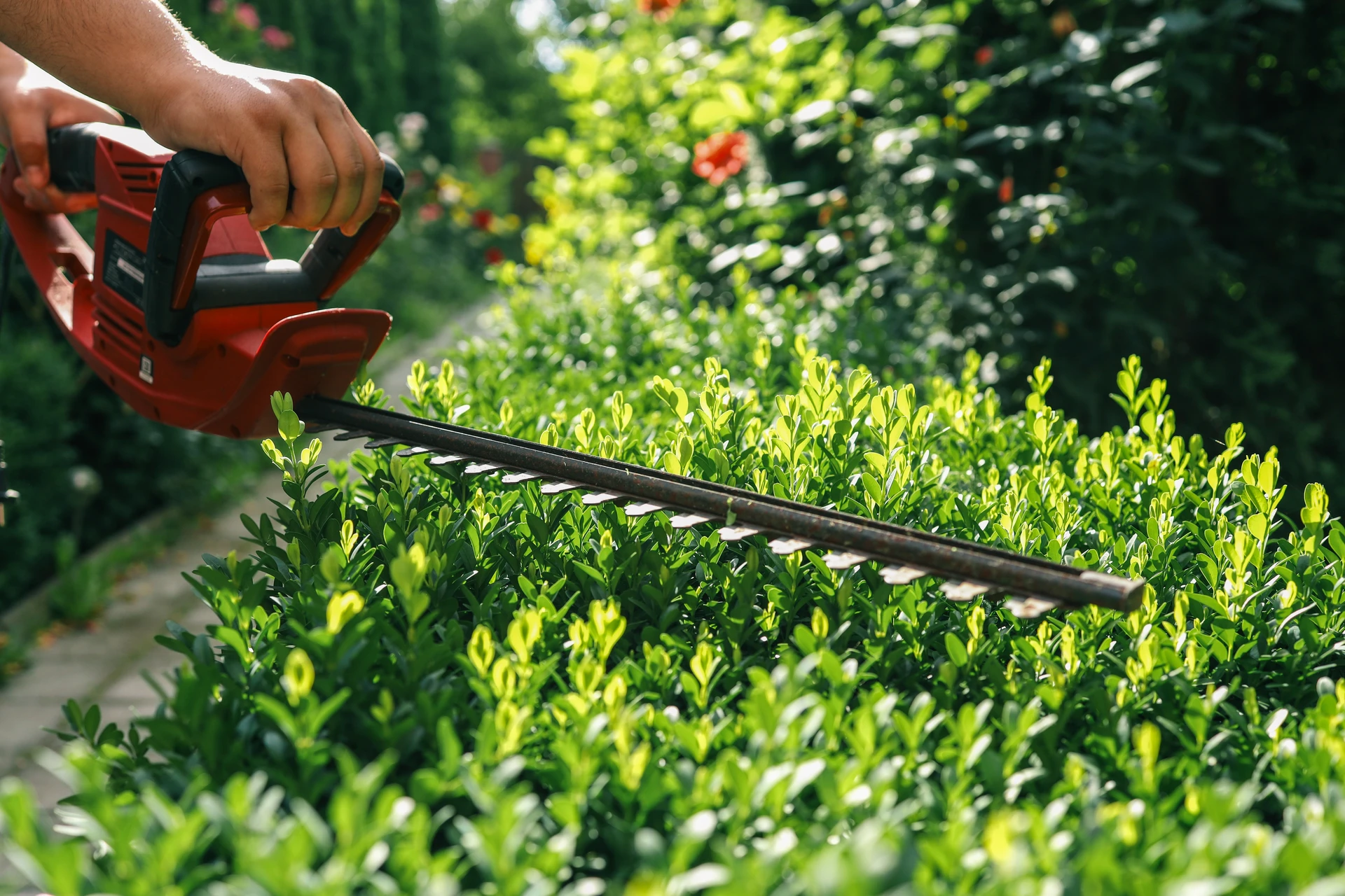 Professionnel en tenue de travail beige utilisant une tondeuse électrique sur pelouse verte bien entretenue dans jardin paysager avec arbustes taillés en arrière-plan